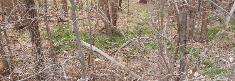 Barbed Wire Fence